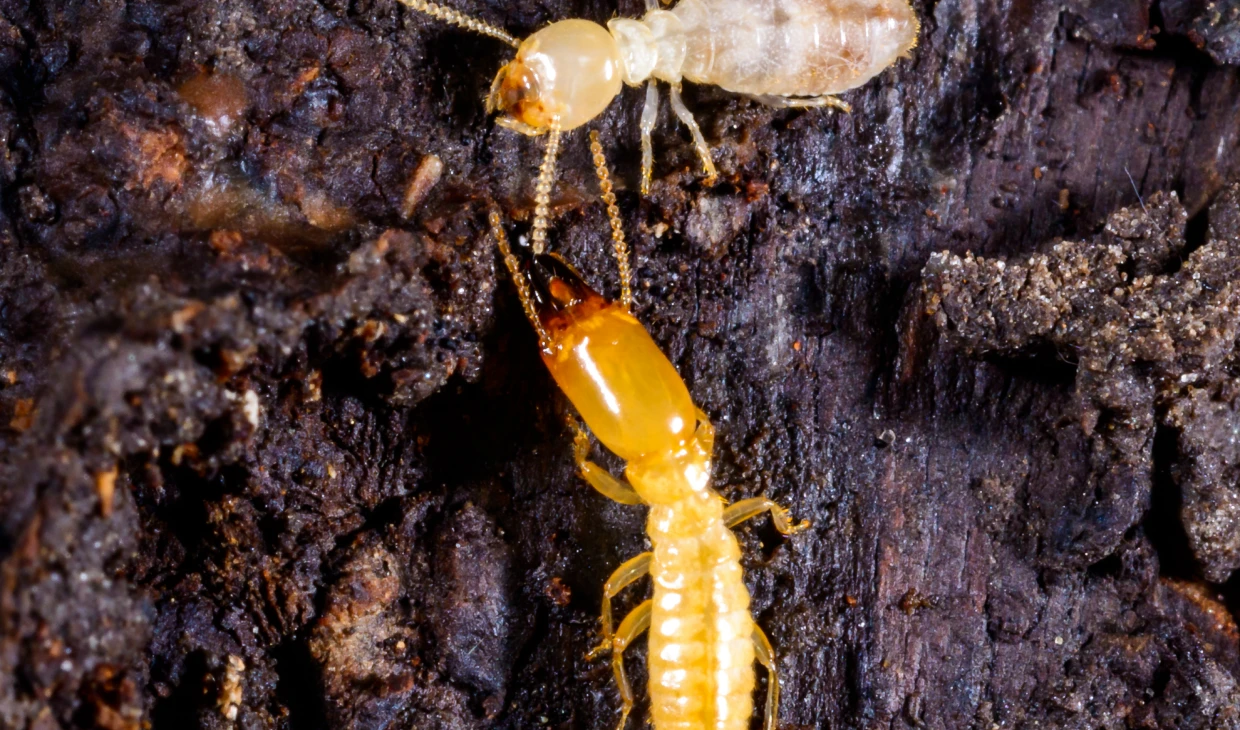 Two termites on dark wood surface.