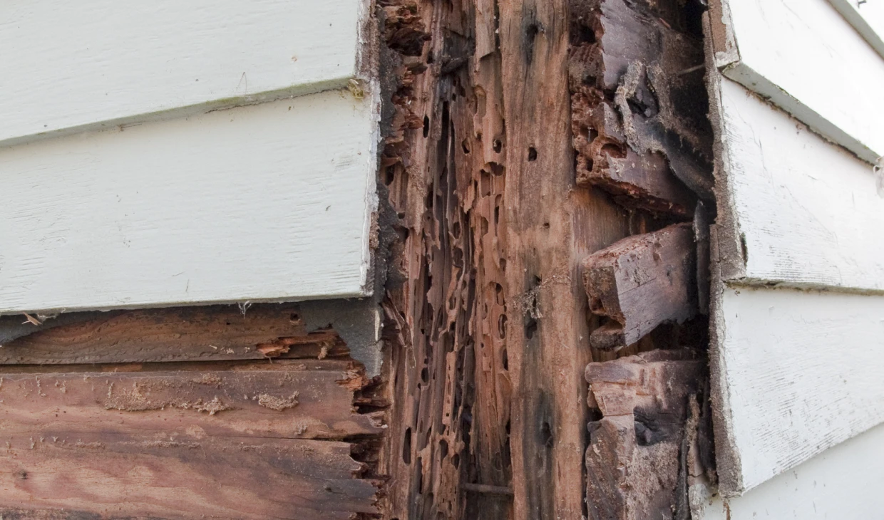 Termite damage on wooden house structure.