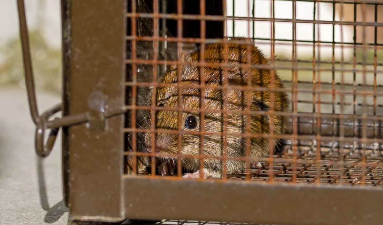 Mouse trapped inside a metal cage.