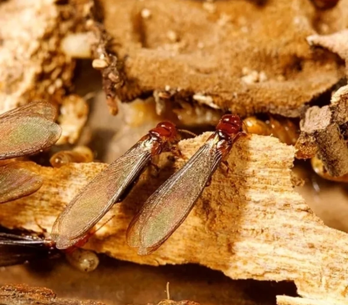 Termites on wood, close-up view.